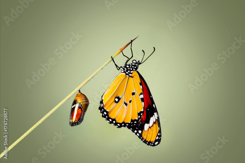 Bild auf Leinwand Butterfly and cocoon   - Stock Image
