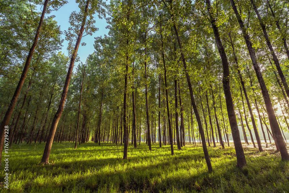 Fototapeta premium In the early morning of the woods
