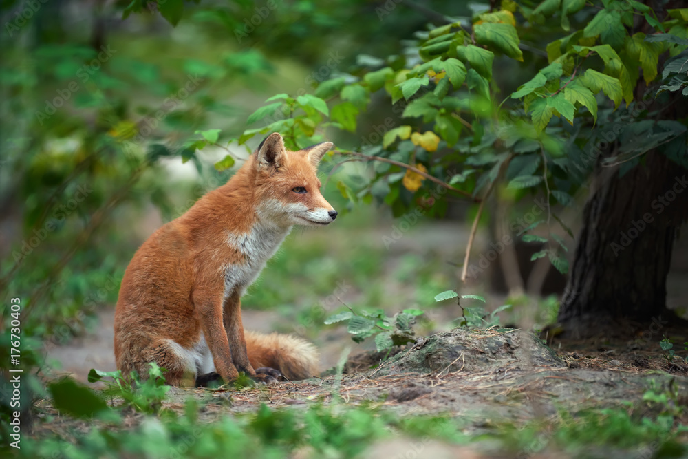 Fototapeta premium Portrait of a red fox (Vulpes vulpes)