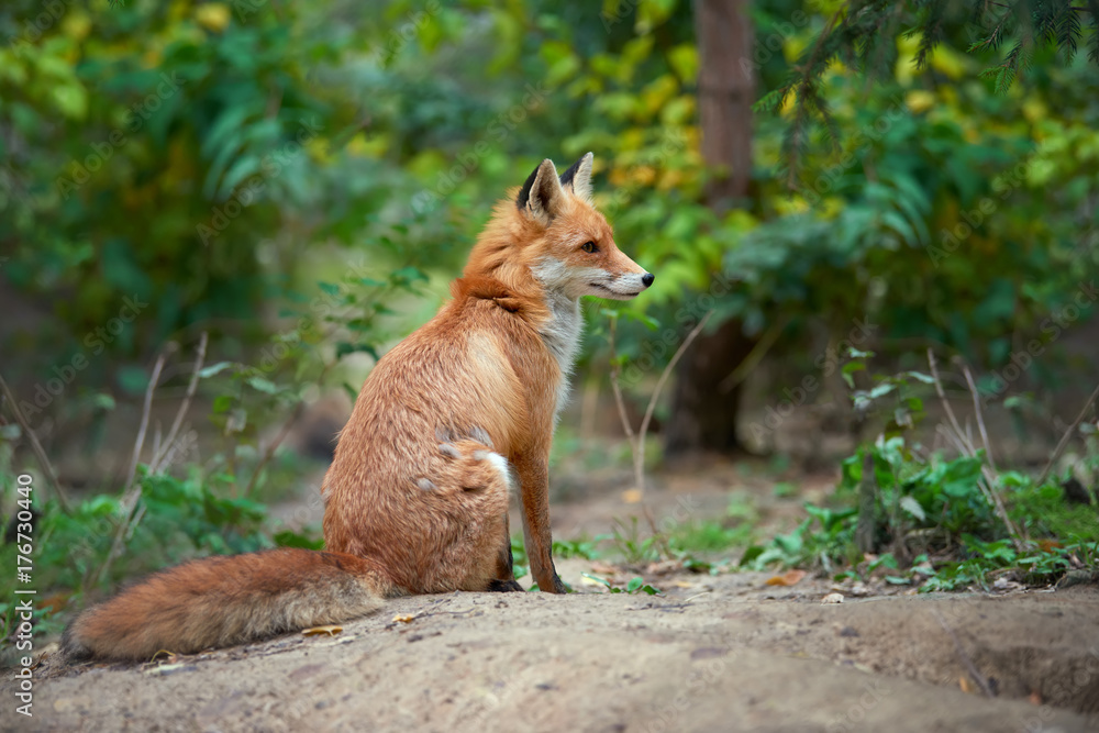 Portrait of a red fox (Vulpes vulpes) Portrait of a red fox (Vulpes vulpes)