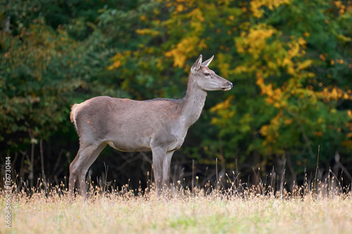 Fototapeta Naklejka Na Ścianę i Meble -  Female Red deer in the natural environment