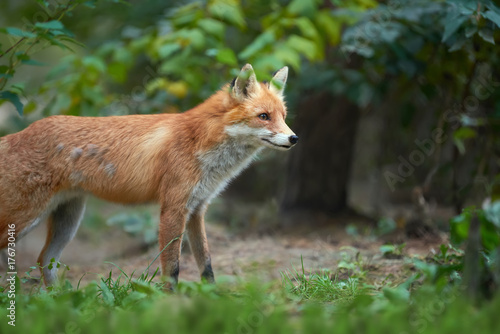 Portrait of a red fox (Vulpes vulpes) © byrdyak