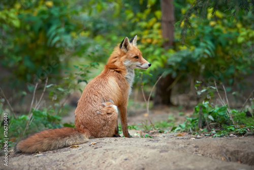 Obraz na plátně Portrait of a red fox (Vulpes vulpes)