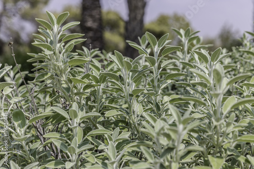 Common sage shrub plant on garden bed from side