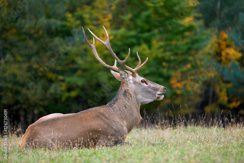 Red deer in mating season