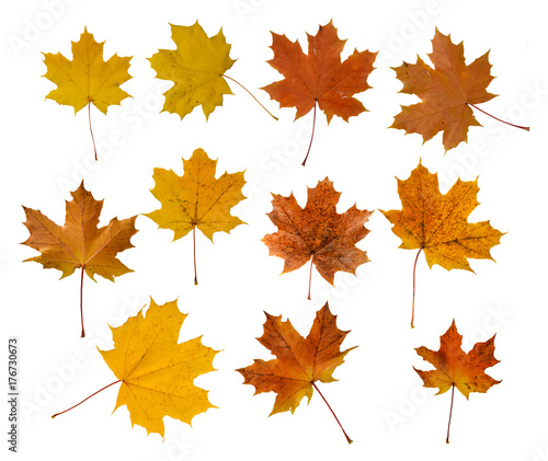 Set of five red and yellow maple leaves isolated on white