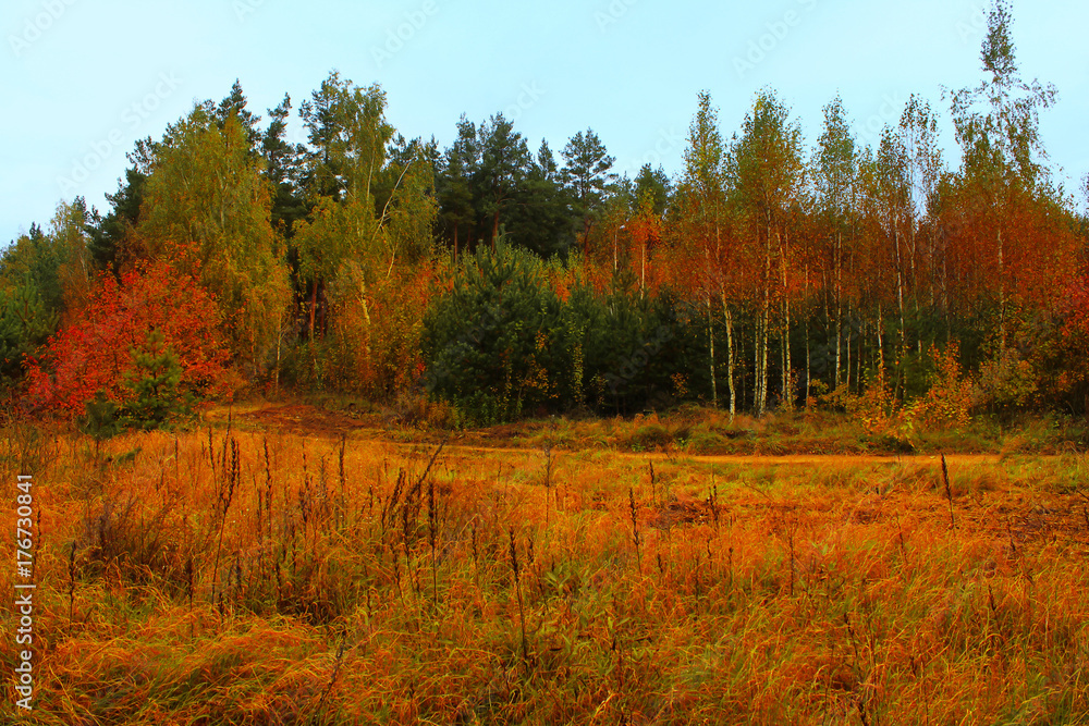 autumn forest after rain. Beautiful landscape. autumn forest after rain. Beautiful landscape.