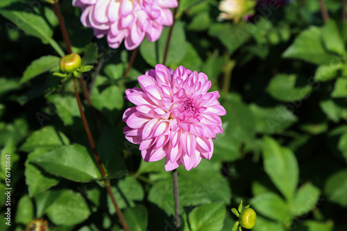 Fototapeta Naklejka Na Ścianę i Meble -  Garden / Dahlia - a very beautiful autumn colors