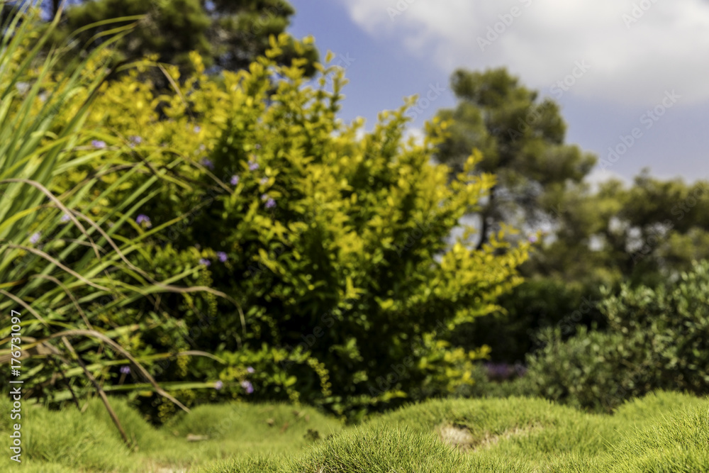 Fototapeta premium Blurred green and yellow bushes with purple flowers and fruit bumpy zoysia creeping grass in front blue sky