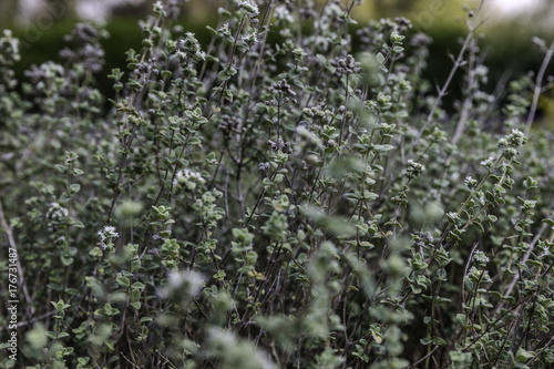 Green zaatar herb plant bush with white flowers nature background