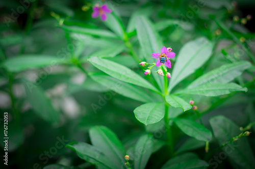 Little purple flowers in the green garden