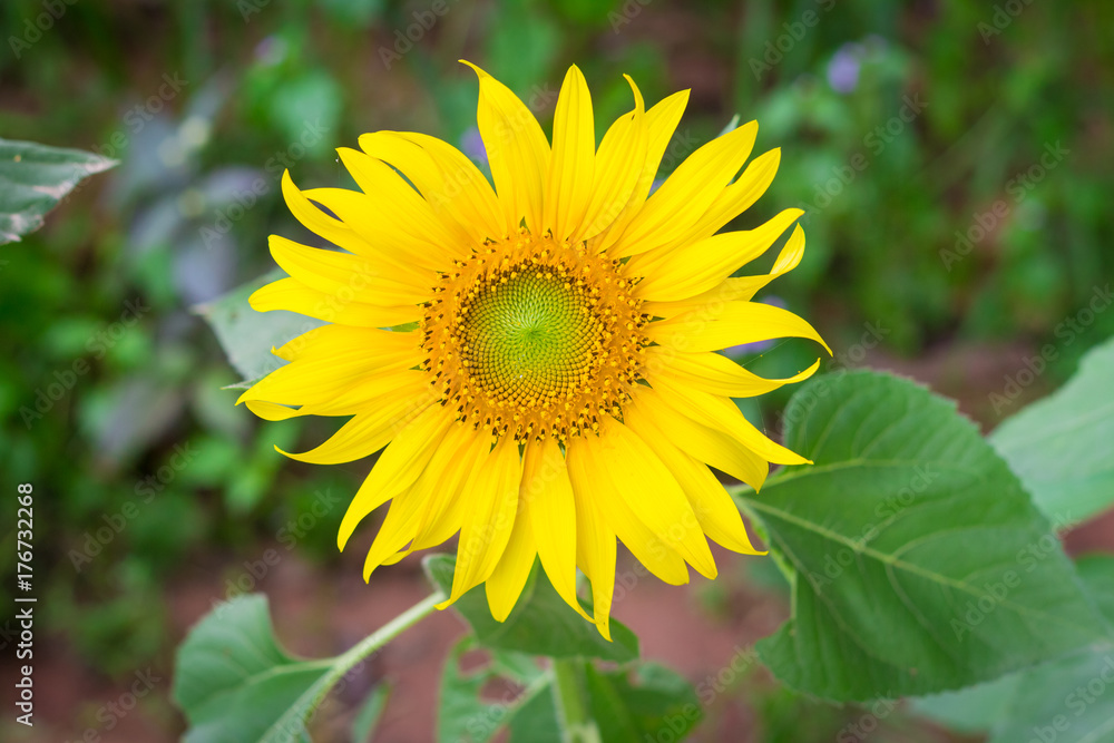Field of sunflowers in january, sunflower farm Field of sunflowers in january, sunflower farm