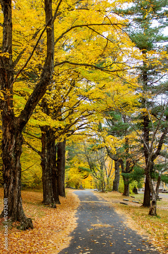 Walking path passing through trees with bright yellow autumn leaves