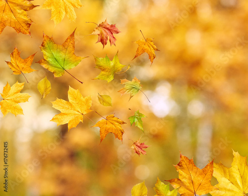 Abstract autumn background with falling leaves