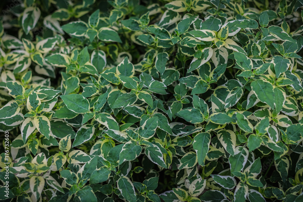 background of leaves green bush close up