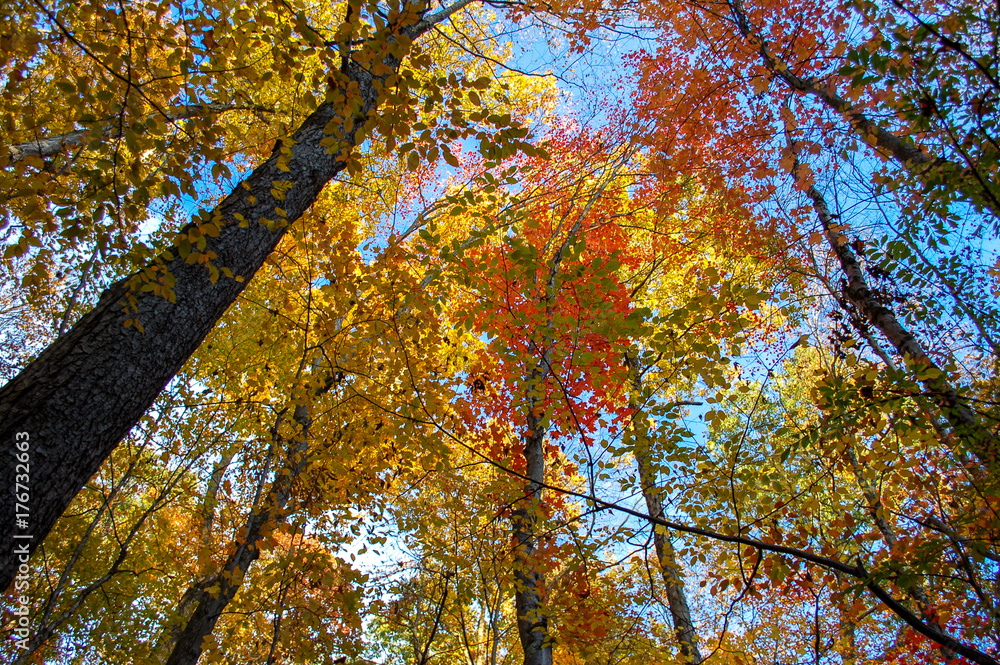 Looking up at tall trees with yellow and red leaves in fall Looking up at tall trees with yellow and red leaves in fall