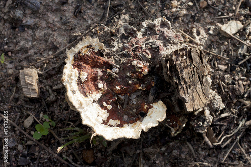 Mushrooms on the dry tree.