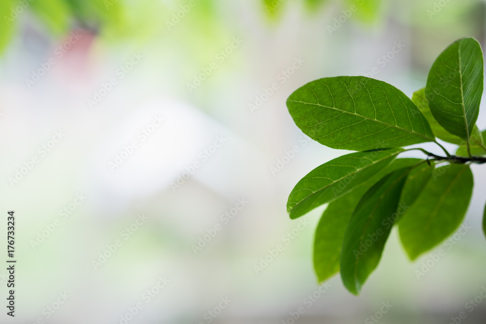 Closeup of green leaf in garden with copy space using as background natural green plants landscape, ecology and wallpaper concept. Closeup of green leaf in garden with copy space using as background natural green plants landscape, ecology and wallpaper concept.