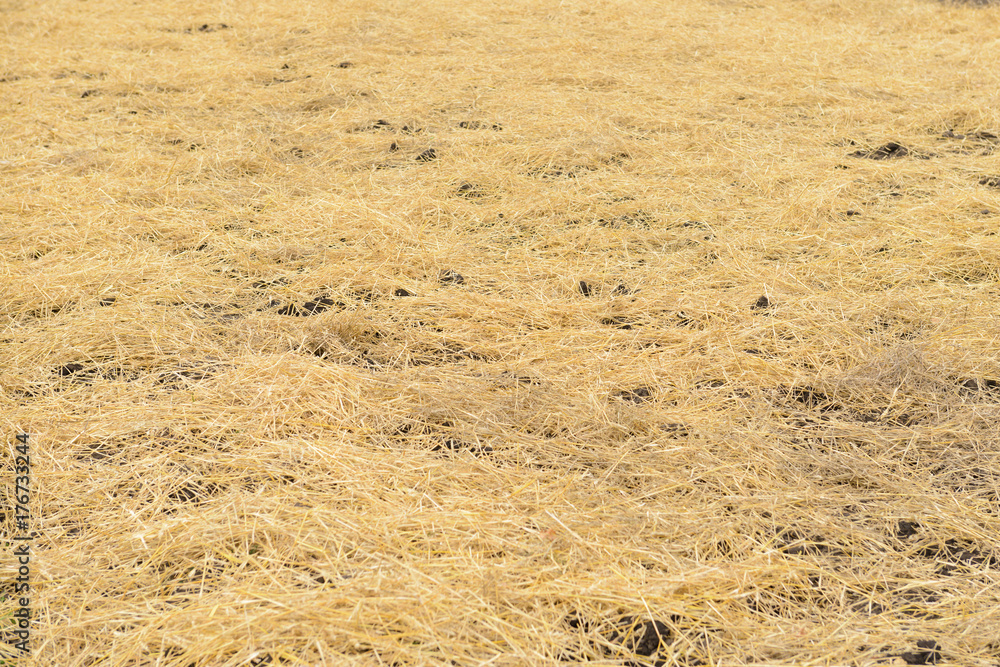dry yellow straw spread on the ground dry yellow straw spread on the ground