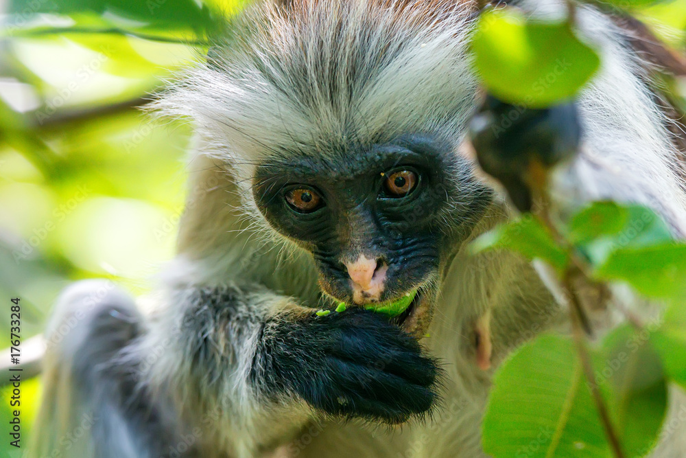 Fototapeta premium Zanzibar red colobus or Procolobus kirkii