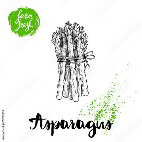 Hand drawn sketch style asparagus bunch. Organic food farm fresh vector illustration isolated on white background.
