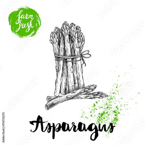 Hand drawn sketch style asparagus bunch. Organic food farm fresh vector illustration isolated on white  background.