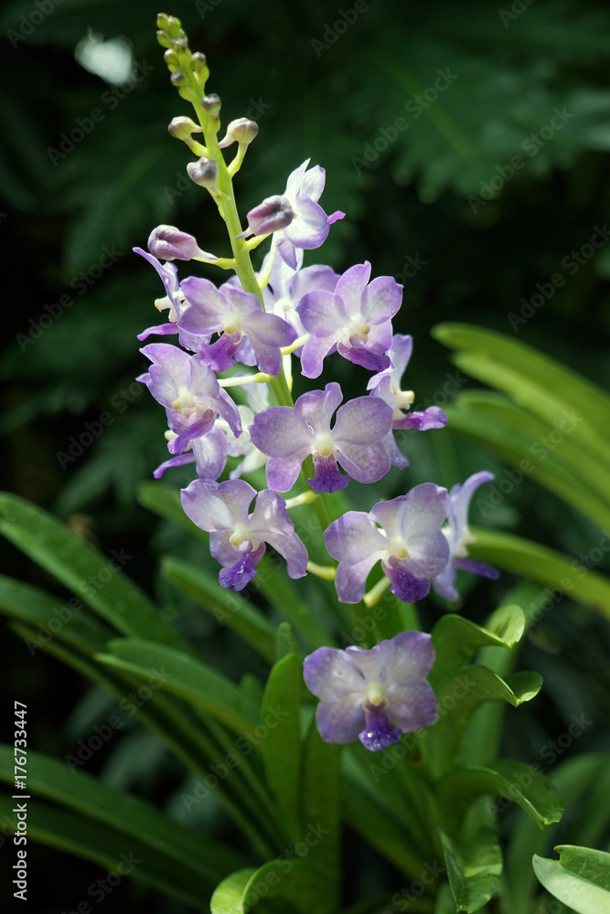 Orchids garden Singapore National Orchid Garden Singapore Orchids garden Singapore National Orchid Garden Singapore