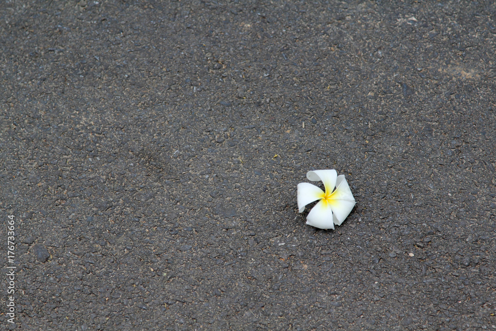 Leelavadee, Plumeria, tropical flower on asphalt pavement Leelavadee, Plumeria, tropical flower on asphalt pavement
