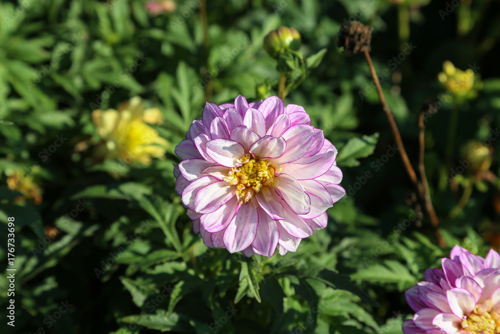 Garden / Dahlia - a very beautiful autumn colors Garden / Dahlia - a very beautiful autumn colors