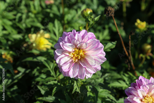 Garden   Dahlia - a very beautiful autumn colors