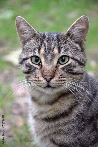 Домашние животные (Кошки)