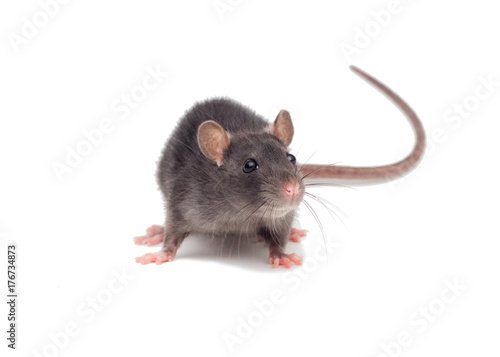 small rat on white background