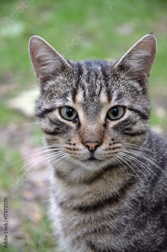 Домашние животные (Кошки)