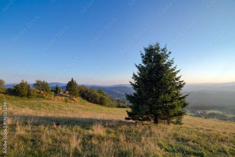 Lonely tree on the mountain in summer day