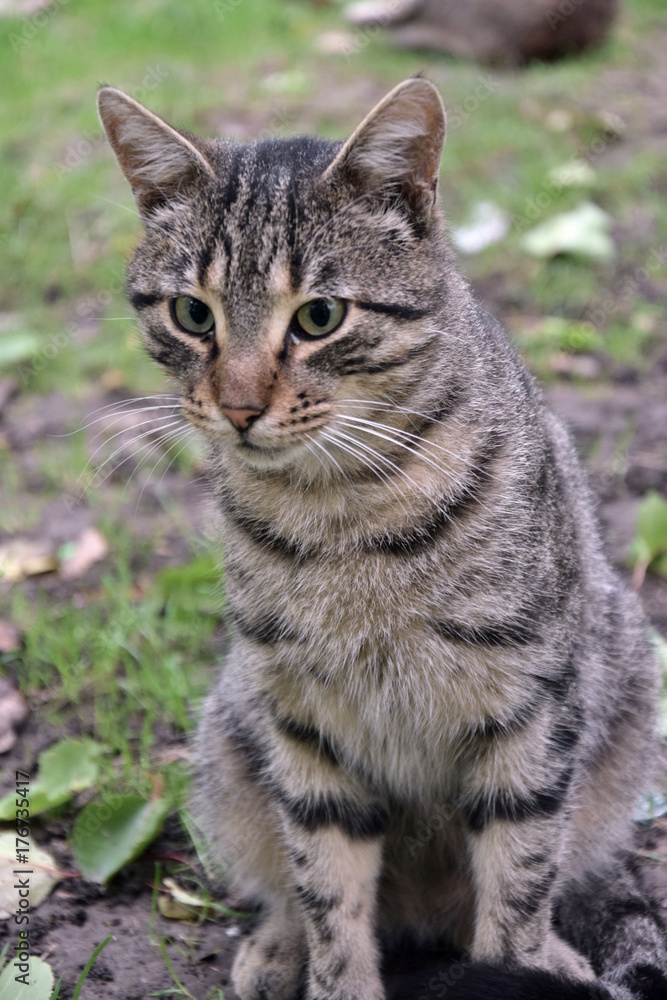 Домашние животные (Кошки)