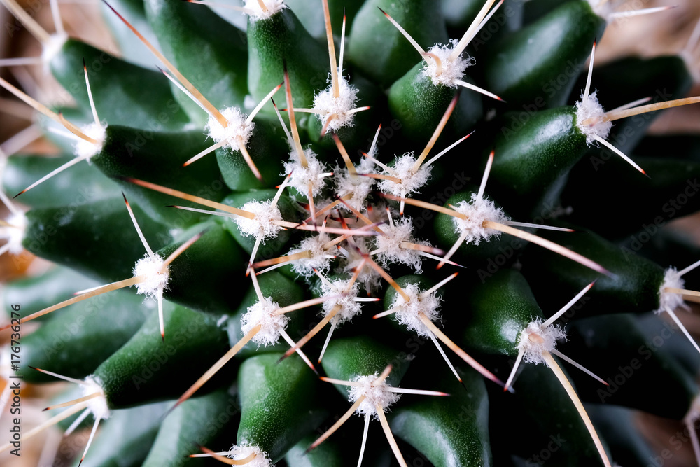 Texture of Cactus plant close-up on black background . soft focus Texture of Cactus plant close-up on black background . soft focus