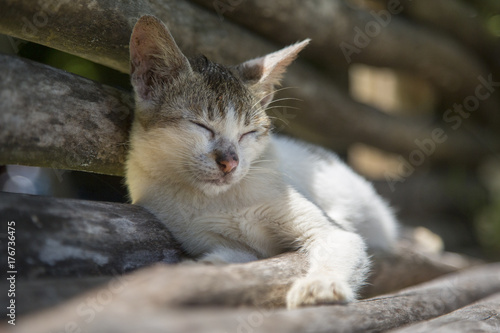 street cat