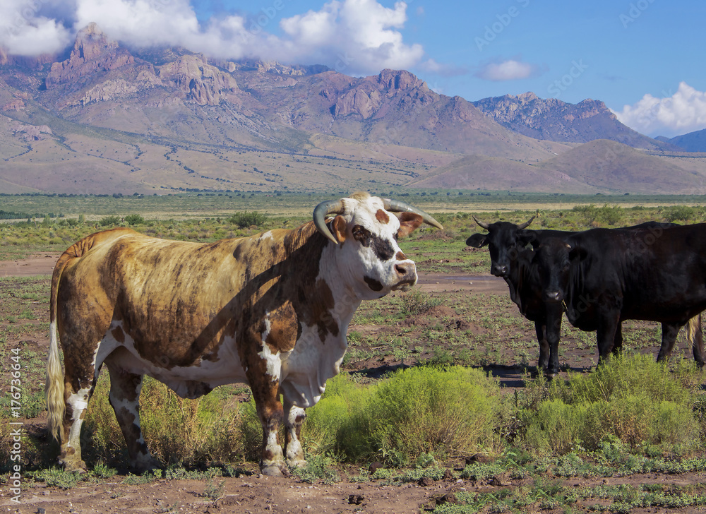 Steer and Cows in New Mexico with Mountains in Rear Americana Steer and Cows in New Mexico with Mountains in Rear Americana