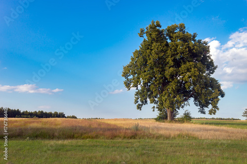 Lonely tree on the field in summer day