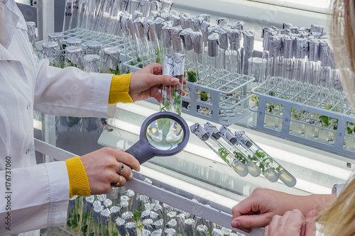 Foto Scientists are examining cloned by in vitro technology microplants in test tubes