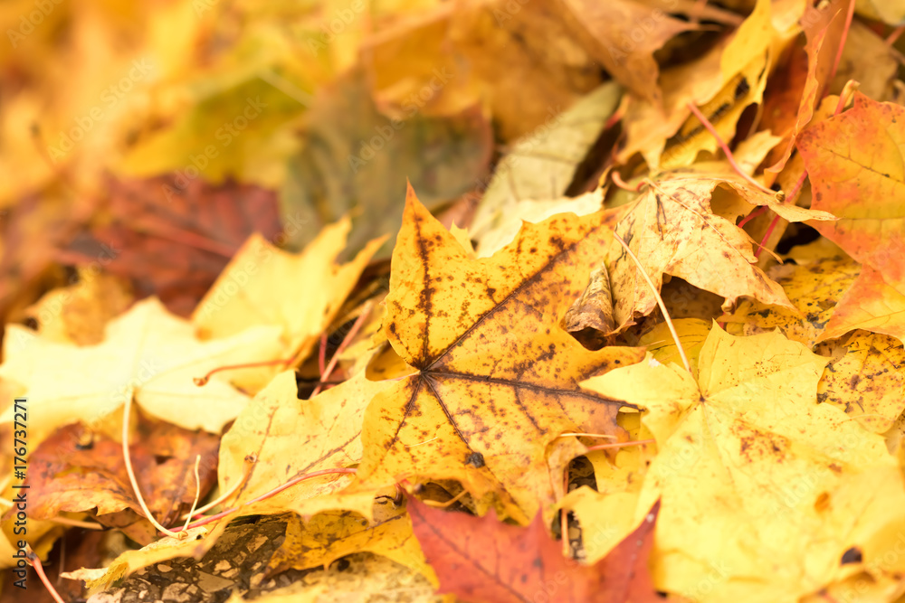 Colorful backround image of fallen autumn leaves perfect for seasonal use
