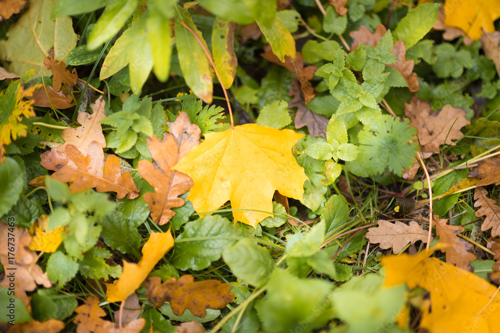 Colorful backround image of fallen autumn leaves perfect for seasonal use Colorful backround image of fallen autumn leaves perfect for seasonal use