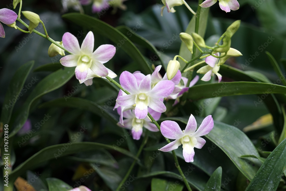 Orchids garden Singapore National Orchid Garden Singapore