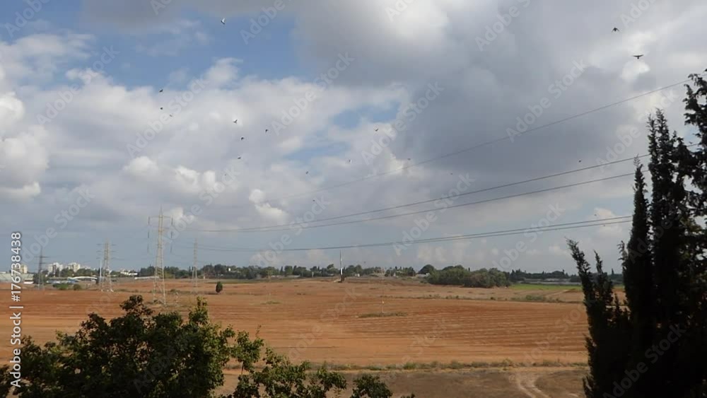 Many birds fly away after eating crop residues from autumn field Many birds fly away after eating crop residues from autumn field