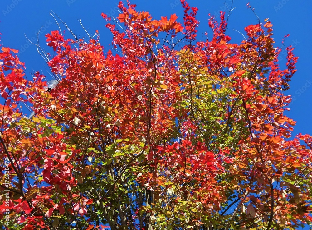 Changing color of red leaves under a blue sky with a cool breeze on a sunny day in October
