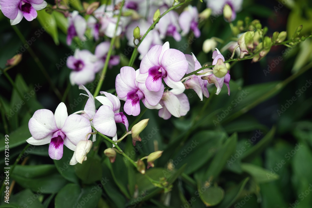 Orchids garden Singapore National Orchid Garden Singapore Orchids garden Singapore National Orchid Garden Singapore