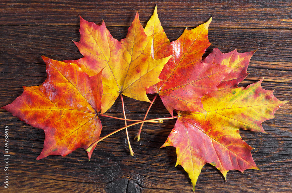 Obraz premium Autumn maple leaves