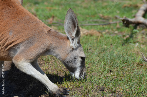 Kangaroo in the outdoors