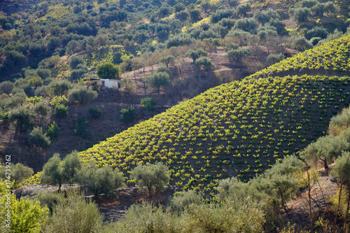 Grape vines and olive groves in Andalucia