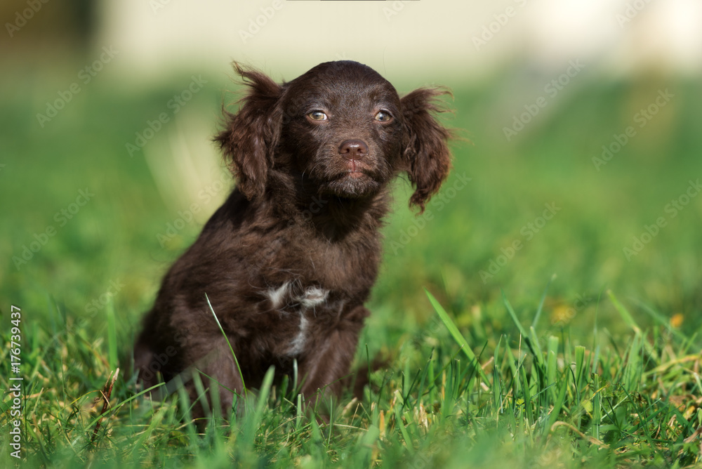 brown mixed breed puppy sitting on grass